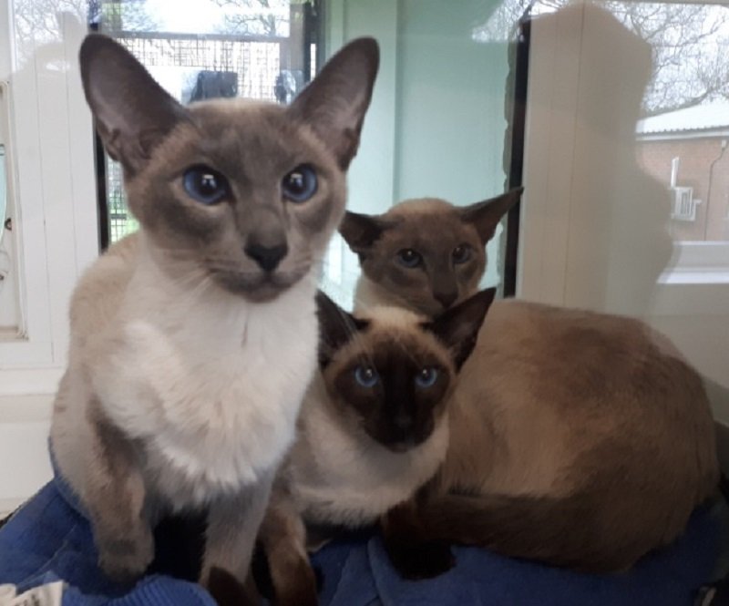 Found siamese cat near sales me