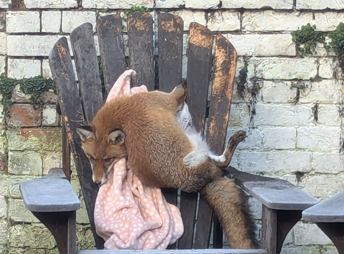 ‘Very lucky’ fox saved after getting paws stuck in garden chair