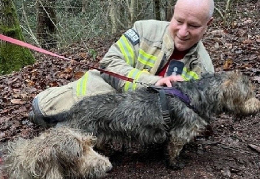 Fire Brigade Rescues Dog Trapped in Drainpipe Near Croydon